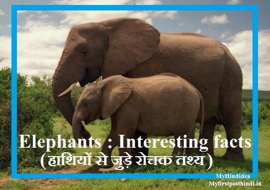 Amazing facts Elephants